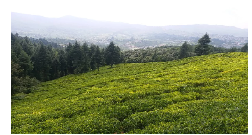 उत्तराखंड में जल्द अस्तित्व में आएगी चाय नीति, पैदा होंगे रोजगार के नए अवसर; इन बातों पर रहेगा जोर