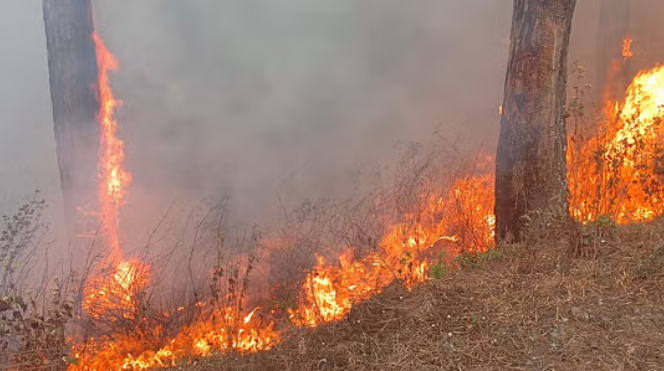जंगल की आग रोकने के लिए अब जनसहभागिता की जरूरत, पिछले साल हुईं थीं 21 हजार से ज्यादा घटनाएं