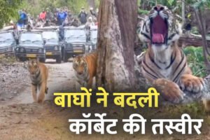 International Tiger Day: बाघों ने बदली कॉर्बेट की तस्वीर, पर्यटन से रोजगार तक बढ़ी रफ्तार