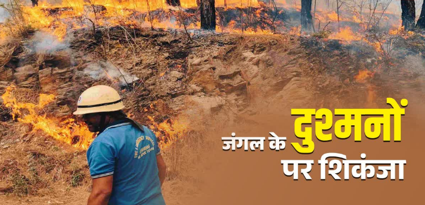 उत्तराखंड में जंगल के दुश्मनों पर ताबड़तोड़ कार्रवाई, चार महीने में 166 मामले दर्ज, आप न करें ये गलती