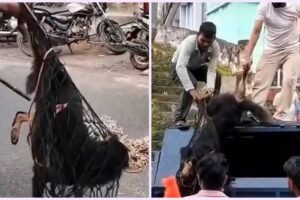 रुद्रप्रयाग-अगस्त्यमुनि में स्ट्रीट डॉग का आतंक, 24 लोगों को काटा, क्षेत्र में दहशत का माहौल