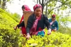 उत्तराखंड की ऑर्गेनिक चाय ने बनाई नई पहचान, 1600 हेक्टेयर में विकसित किया चाय बागान, 4200 लोगों को मिला रोजगार