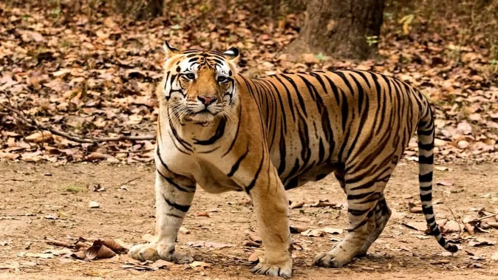 उत्तराखंड: कॉर्बेट फाटो पर्यटन जोन के प्रसिद्ध ‘भोला टाइगर’ ने ली अंतिम सांस, शांत स्वभाव की वजह से पड़ा ये नाम