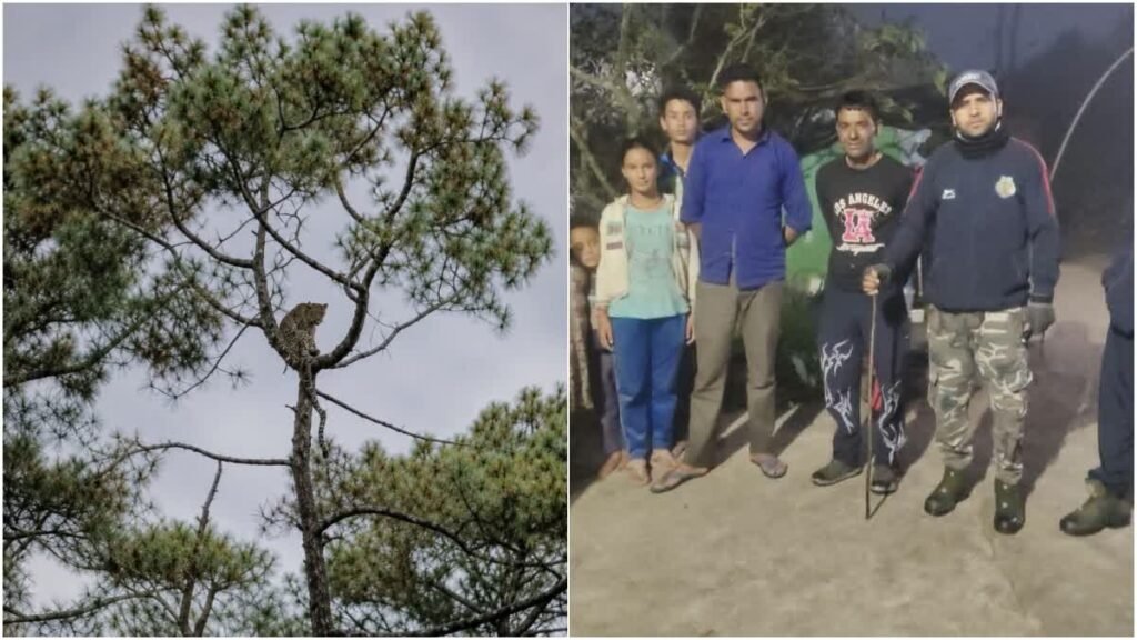 उत्तराखंड में पेड़ पर बैठा दिखा तेंदुआ, ग्रामीणों में दहशत, वन विभाग ने बढ़ाई गश्त