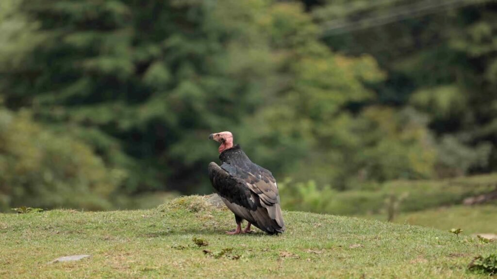 उत्तराखंड में दिखा दुर्लभ ‘लाल सिर वाला गिद्ध’, 2650 मीटर की ऊंचाई पर मौजूदगी की दर्ज, जानें क्यों है खास